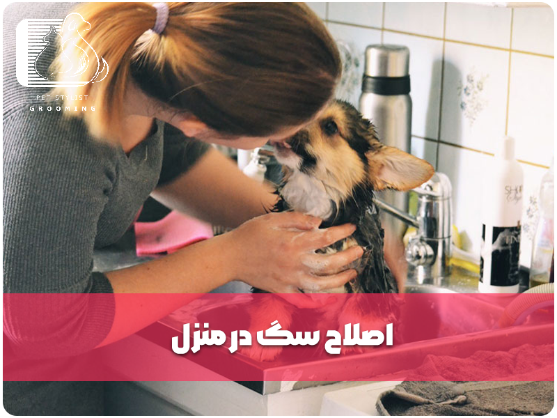 اصلاح سگ در منزل